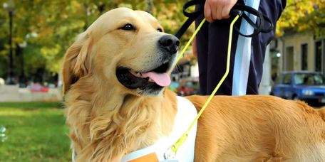 ein hellbrauner Hund an kurzer Leine